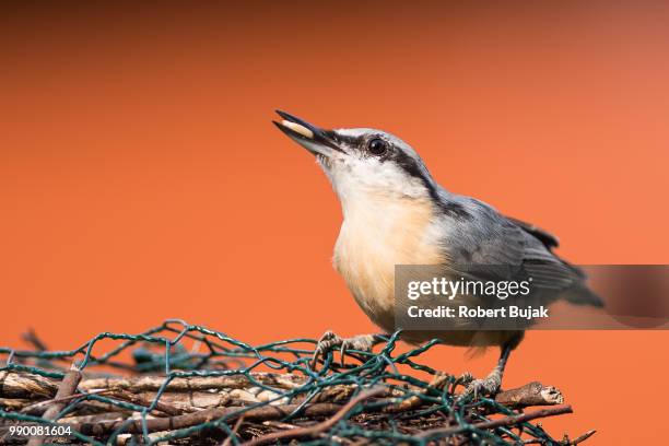 nuthatch_1 (sitta europaea) - sitta fotografías e imágenes de stock