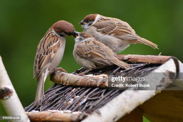 tree sparrow (passer montanus) - tree sparrow stock pictures, royalty-free photos & images