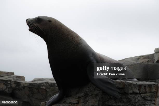 sea lion - kuma stock pictures, royalty-free photos & images