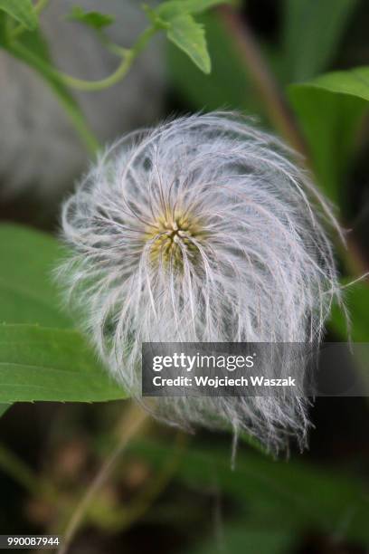 fuzz (clematis tangutica) - fuzz stock pictures, royalty-free photos & images