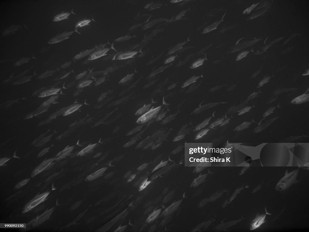 Trevally School in the Dark