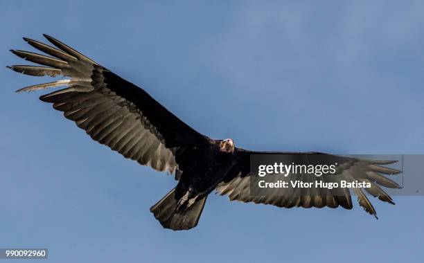 sky chief 2 - turkey vulture stock pictures, royalty-free photos & images