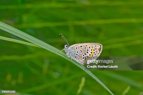 moth on haulm. - korbel stock pictures, royalty-free photos & images