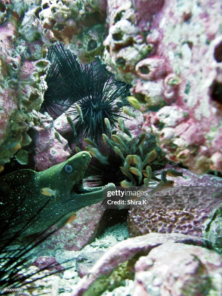 Shouting Moray Eel