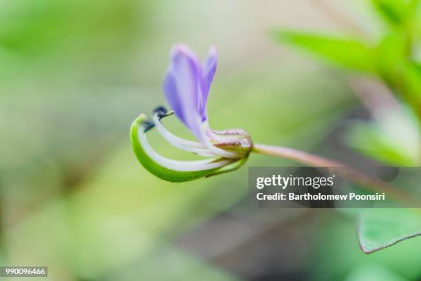 popping for rain - bartholomew stock pictures, royalty-free photos & images