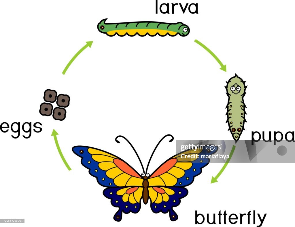 Life Cycle Of Butterfly Complete Metamorphosis With Four Distinct ...