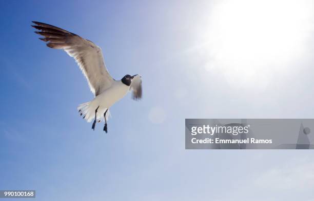 gaviota "seagull".jpg - gaivota stock pictures, royalty-free photos & images
