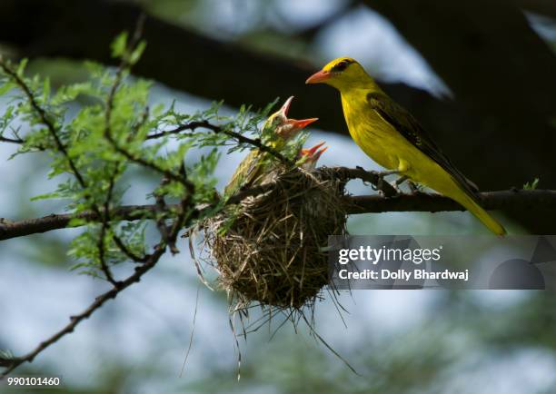 golden oriole - dolly golden 個照片及圖片檔