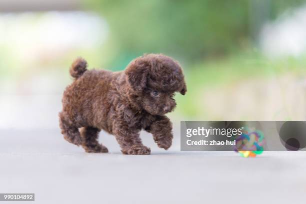 happy poodle puppy - hundesalon stock-fotos und bilder
