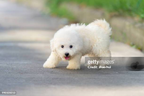 happy bichon puppy - bichon frise stock pictures, royalty-free photos & images