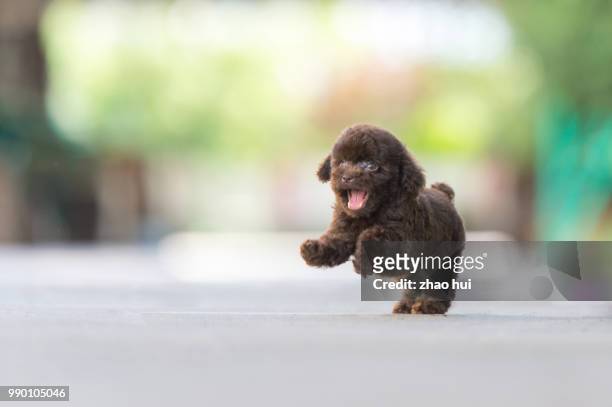 happy poodle puppy - black poodle stockfoto's en -beelden