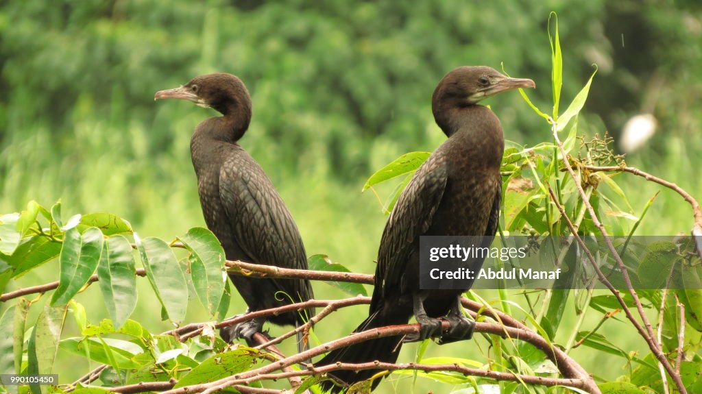 Little Cormorants