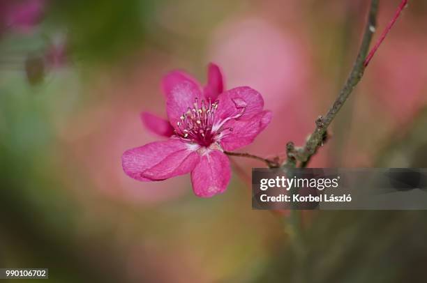 pink pistils and petals of flower grown on tree branch. - korbel stock pictures, royalty-free photos & images