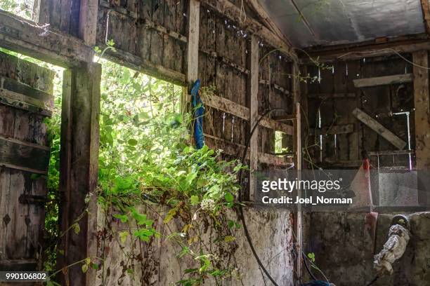 brambles invade an abandoned shed - norman window fotografías e imágenes de stock