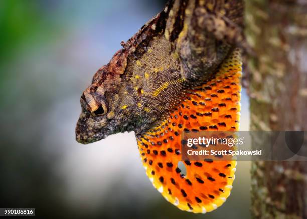 brown anole displaying dewlap. - dewlap stock pictures, royalty-free photos & images