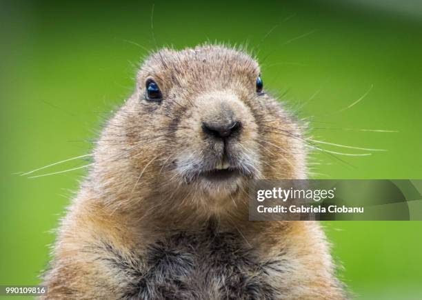 prairie dog portrait - prairie dog - fotografias e filmes do acervo