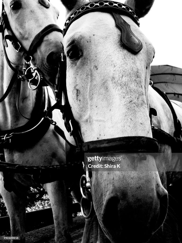 Czech Horses in Karlovy Vary