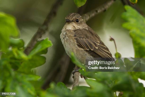 spotted flycatcher (muscicapa striata) - spotted flycatcher stock pictures, royalty-free photos & images