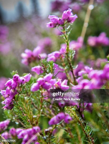 bell heather in nant ffrancon valley, north snowdonia - violetta bell foto e immagini stock