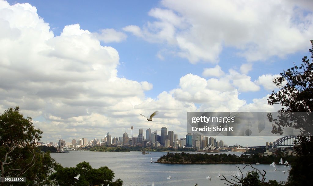 Owl Flies over Sydney Australia