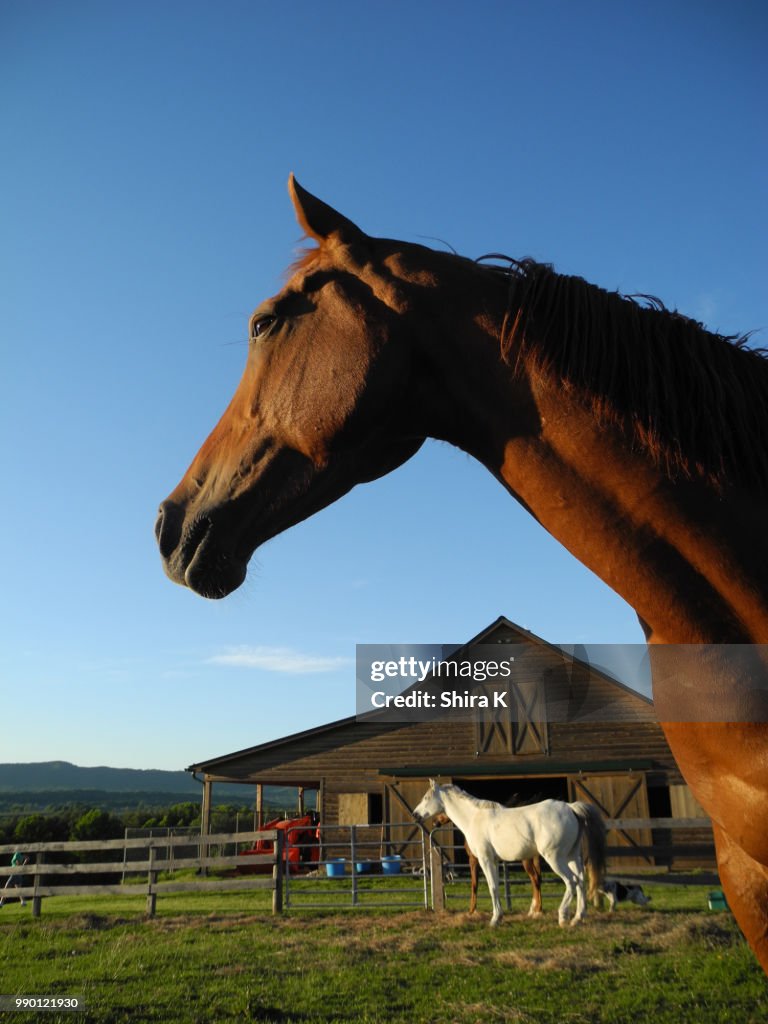 Chestnut Gazing Out
