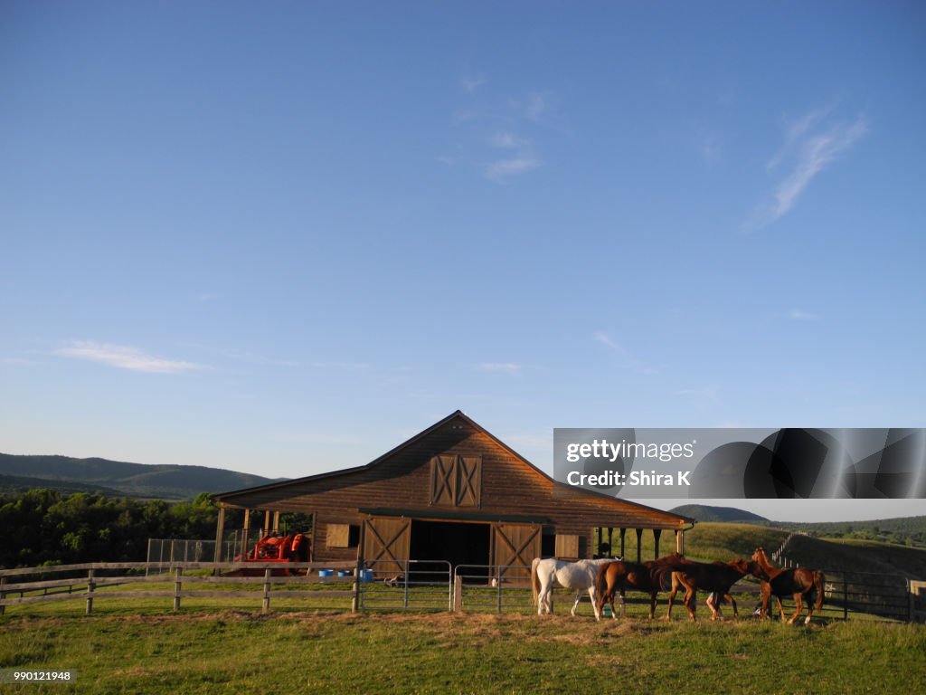 Virginia Horse Farm