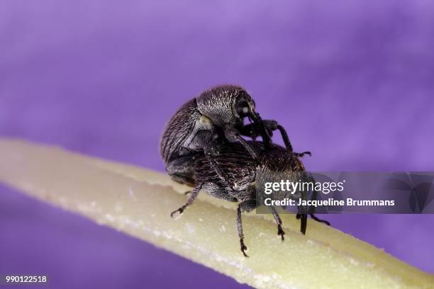 two tiny weevils mating on the pistil of a flower. - mating stock pictures, royalty-free photos & images