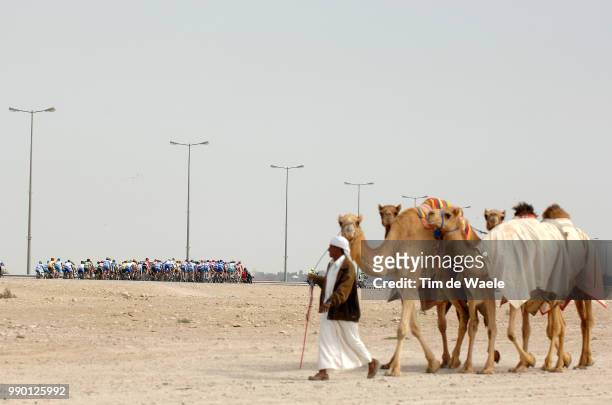 Tour Of Qatar, Stage 4Illustration Illustratie, Peleton Peloton, Camel Chameau Kameel, Landscape Paysage Landschapcamel Race Track - Doha Golf Club...