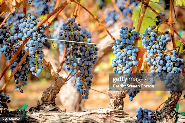 Grape Ripeness 459 Ripening (Wine) Stock Photos, High-Res Pictures, and Images - Getty ...