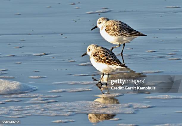 sanderling - drieteenstrandloper - dunlin bird stock pictures, royalty-free photos & images