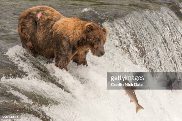 bear on waterfall stares at jumping salmon - salmon jumping stockfoto's en -beelden
