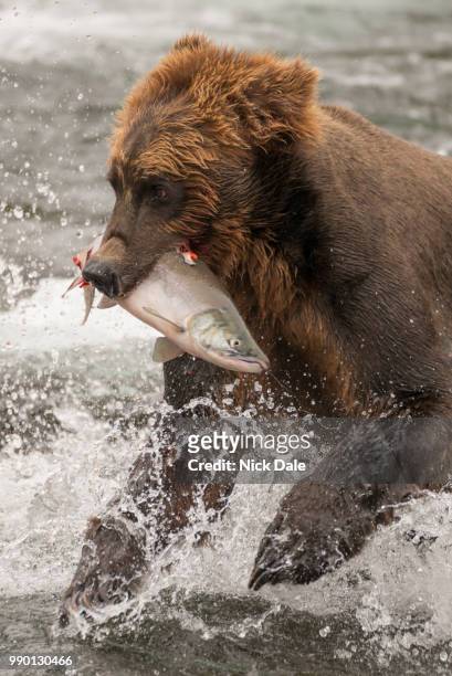 brown bear holding salmon in white water - water bear stock pictures, royalty-free photos & images