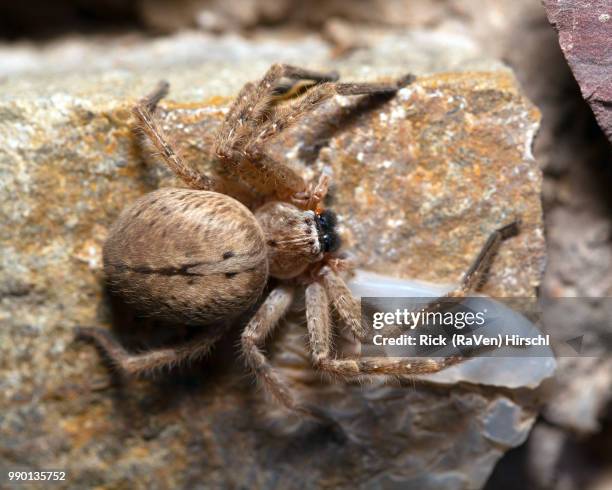 62 Giant Crab Spiders Stock Photos, High-Res Pictures, and Images