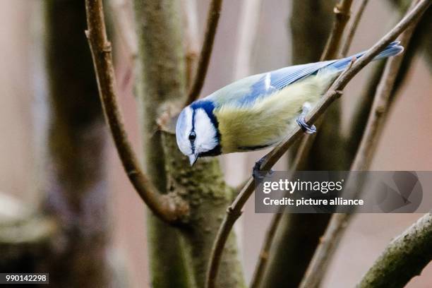 Blue Tit sitting on a branch in a garden in Bargteheide, Germany, 05 January 2018. The German Nature and Biodiversity Conservation Union is calling...