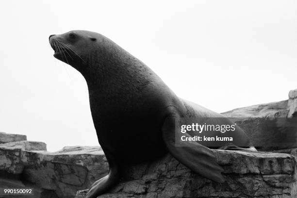 sealion - kuma stock pictures, royalty-free photos & images