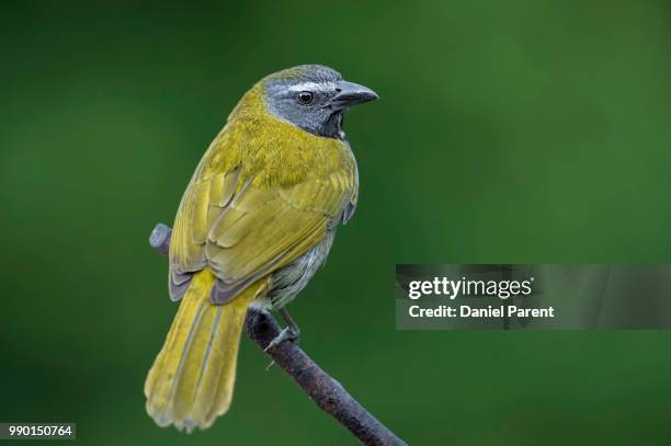 another buff-throated saltator - buff photos et images de collection