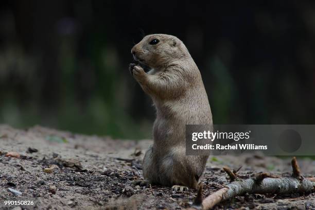 prairie dog eating - prairie dog - fotografias e filmes do acervo