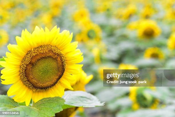 sunflower - park jung stockfoto's en -beelden