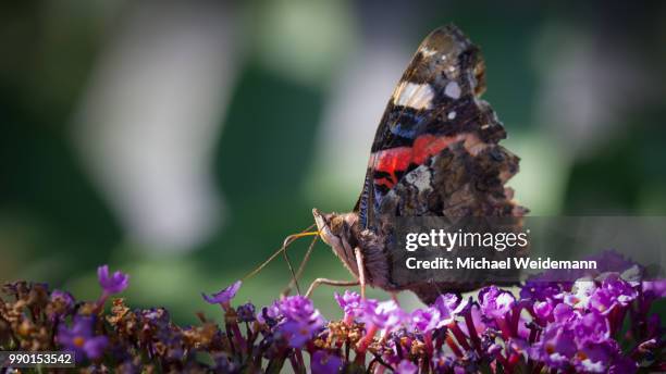 admiral (vanessa atalanta, syn. pyrameis atalanta) - mariposa numerada fotografías e imágenes de stock