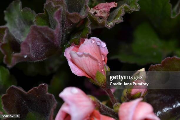 Natural Beauty High-Res Stock Photo