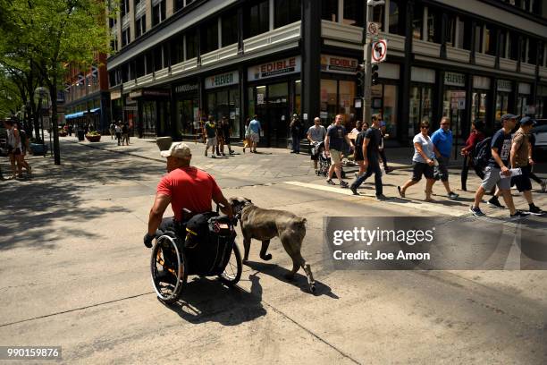 Desert Storm veteran Tony Drees and his service dog Diva, a two year old Italian mastiff, always get looks during their walks on the16th St Mall....