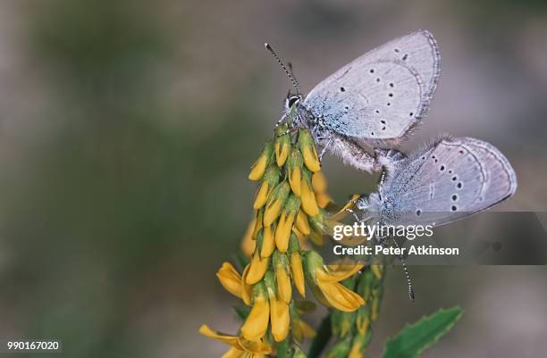 mating small blue butterflies - mating stock pictures, royalty-free photos & images