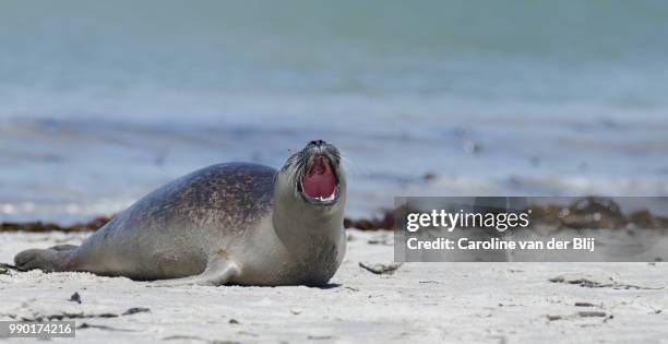 yawning seal - blij stock pictures, royalty-free photos & images