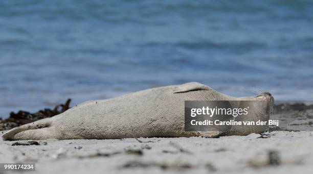 enjoying a sunny day on the beach - blij stock pictures, royalty-free photos & images