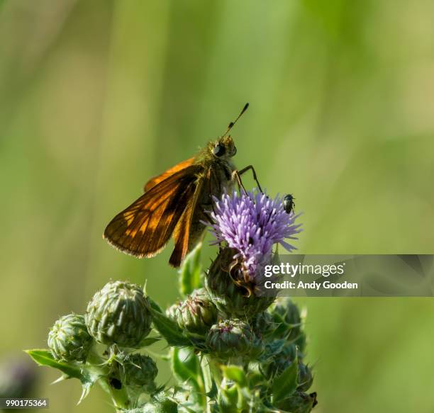 large skipper butterfly - hesperiidae stock pictures, royalty-free photos & images