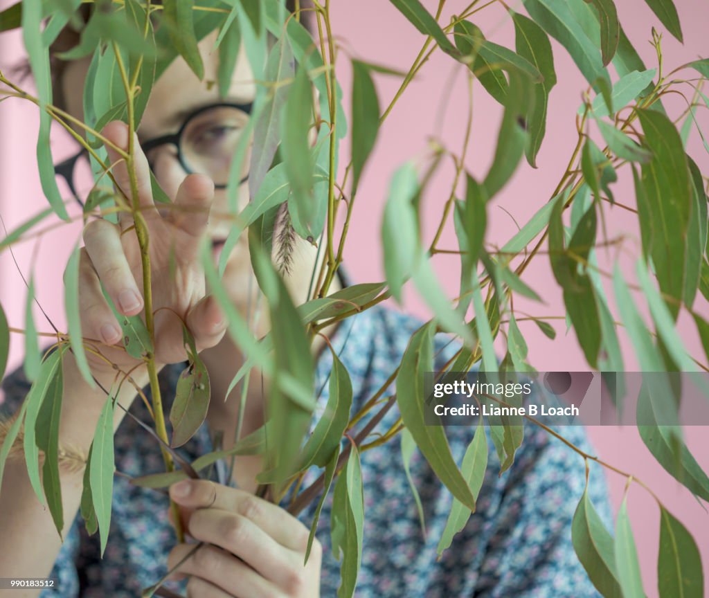 Eucalyptus 2