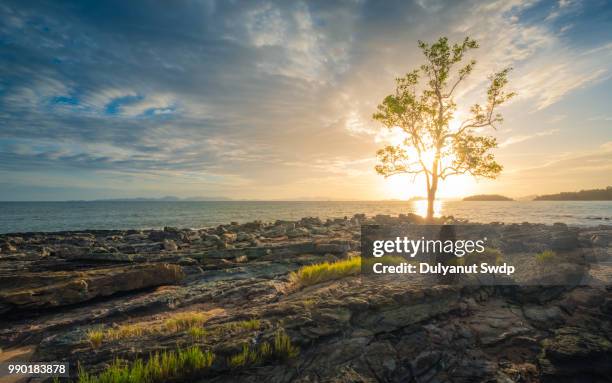 the lonely tree with the beautiful sunset. - bay tree photos et images de collection