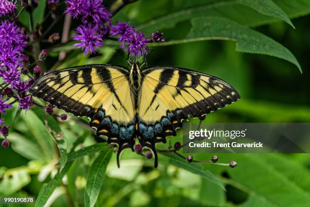 yellow butterfly - eastern tiger swallowtail stock pictures, royalty-free photos & images