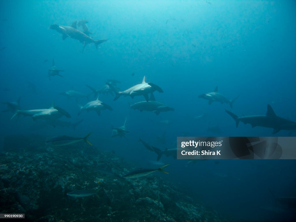 Alcyone Schooling Hammerheads at Pinacle