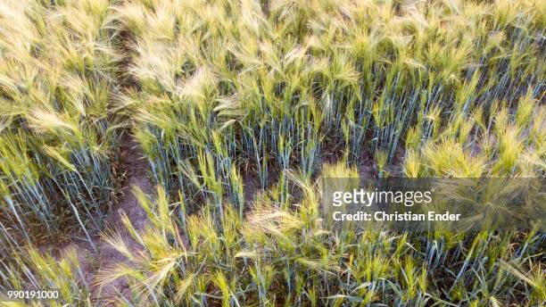 aerial view of a barley field in germany - göttingen stock-fotos und bilder